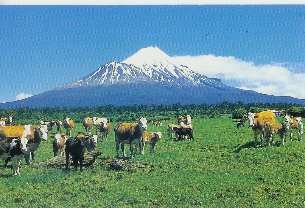 Wheatly Downs Farmstay And Backpackers Hawera Exteriör bild